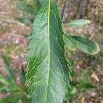Telopea speciosissima Leaf