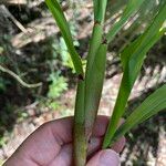 Paspalum repens Corteza