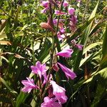Watsonia borbonica Flors