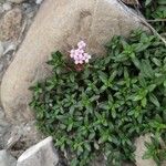 Plocama calabrica Folla