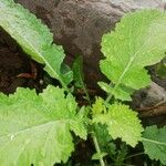 Brassica juncea पत्ता