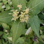 Diervilla sessilifolia Flower