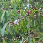 Myrciaria floribunda Fruit