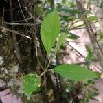 Xylosma flexuosa Hoja