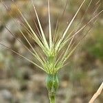 Aegilops geniculata Blomst