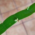 Muehlenbeckia platyclada 叶