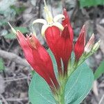 Spigelia marilandica 花