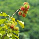 Nephelium lappaceum Fruit