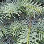 Abies concolor Leaf