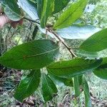 Laurus novocanariensis Лист