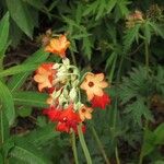 Primula florindae Blomma