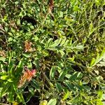 Indigofera schimperi 花