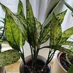 Dieffenbachia seguineYaprak