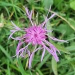 Centaurea nervosaFlower