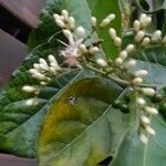Ehretia cymosa Flor