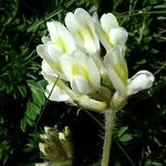 Oxytropis campestris 花