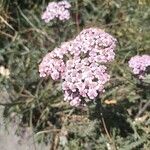 Achillea distans Žiedas