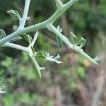 Calicotome spinosa Bark