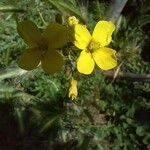 Diplotaxis tenuifolia Kvet