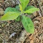 Hieracium albiflorum Blatt