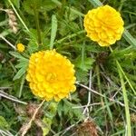 Ranunculus lanuginosusKukka