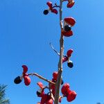 Paullinia elegans Fruit