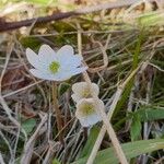 Anemone nemorosaFleur