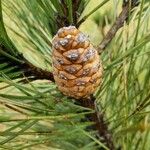 Pinus nigra Φρούτο