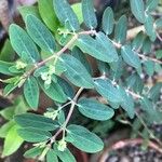 Euphorbia hypericifolia পাতা