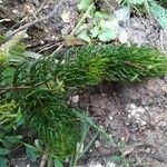 Ceratophyllum demersum Листок