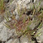 Ranunculus minimus Plante entière