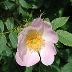 Rosa micrantha Цветок