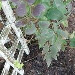 Clematis recta Likasa