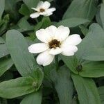 Zinnia spp. Flower