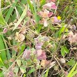 Medicago truncatula Blad