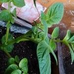 Solanum tuberosum Leht
