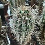 Pachycereus pringlei кора