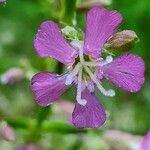 Viscaria vulgaris Fleur