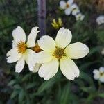 Bidens aurea Kvet