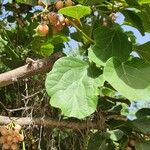 Cordia myxa Leaf