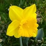 Narcissus pseudonarcissus Lorea