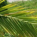 Phoenix canariensis برگ