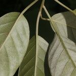 Itzaea sericea Corteza