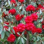 Rhododendron delavayi Çiçek