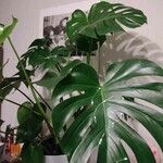 Monstera deliciosa Hoja