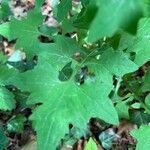 Lactuca muralis Feuille