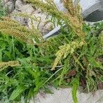 Rumex aquaticus অভ্যাস