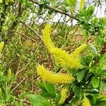 Salix triandra Flor