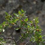 Rhamnus saxatilis Costuma