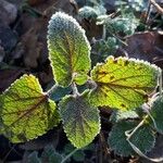 Teucrium scorodonia Blatt